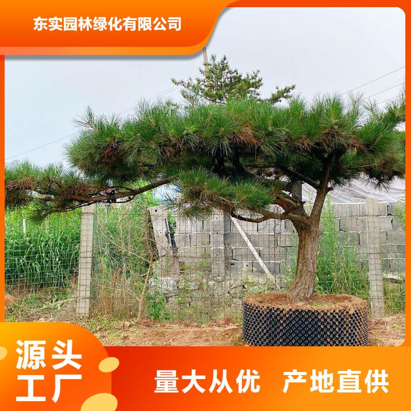 造型松造型黑松专业的生产厂家