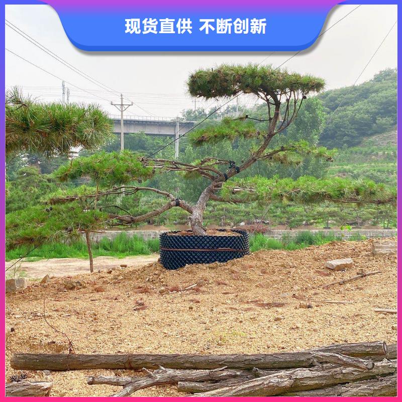  造型松源头厂源头货