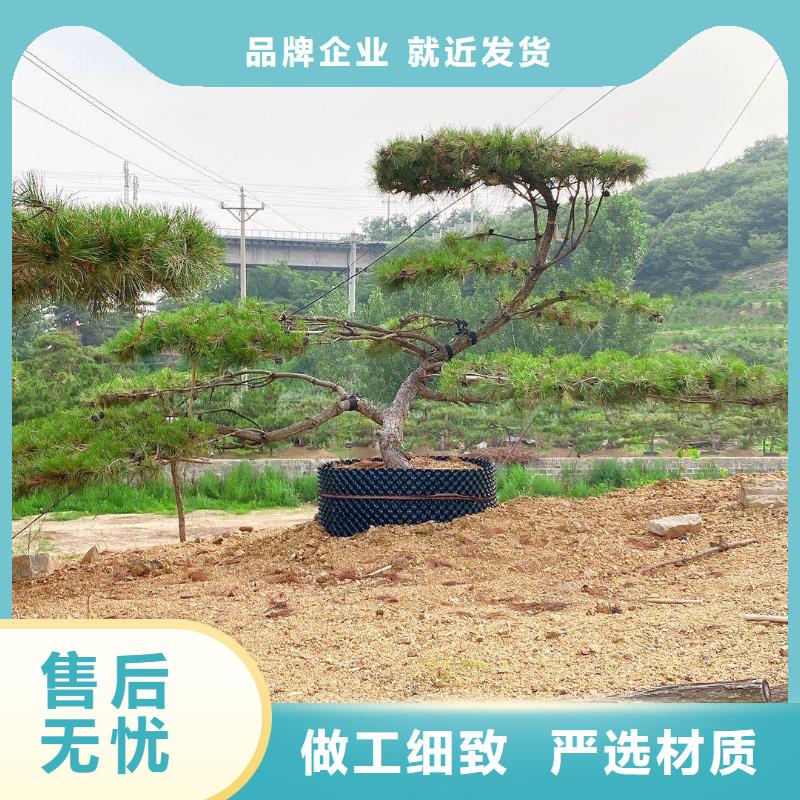 造型松,造型松价格满足客户所需