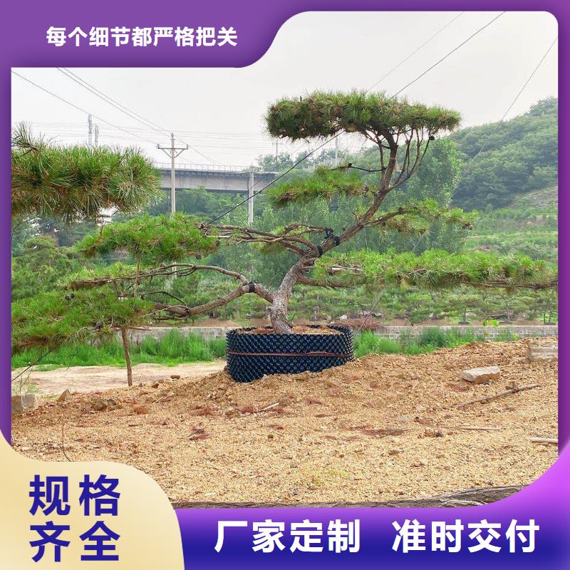 造型松造型池松以质量求生存