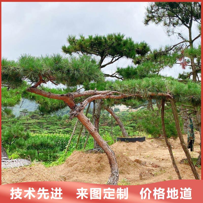 造型松_迎客松厂诚信经营