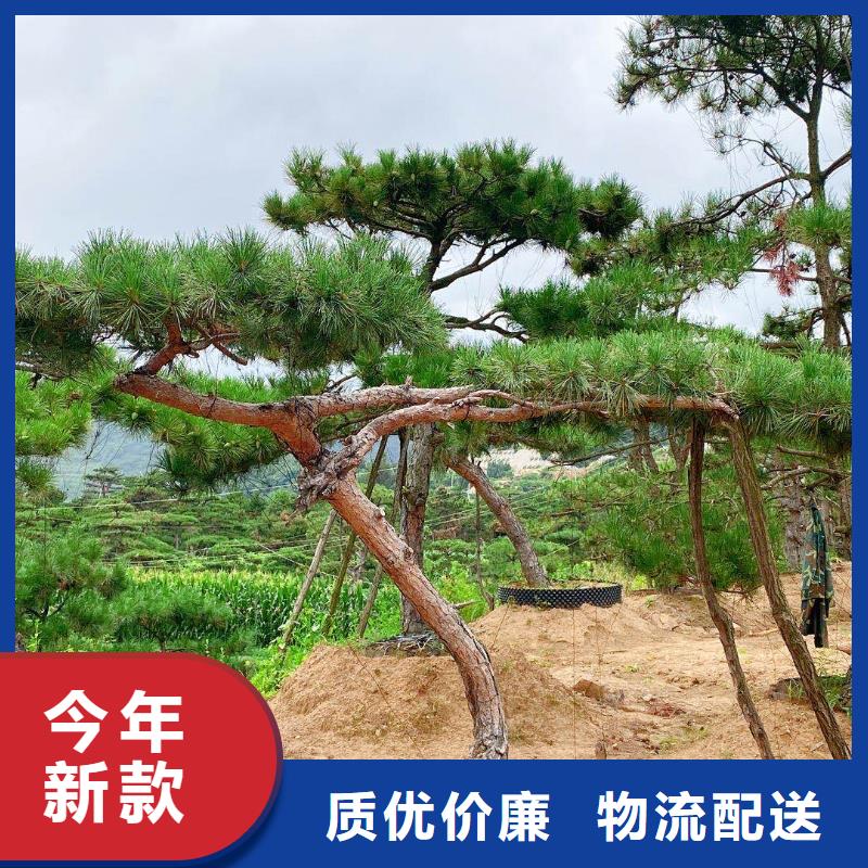 造型松平顶松物流配货上门