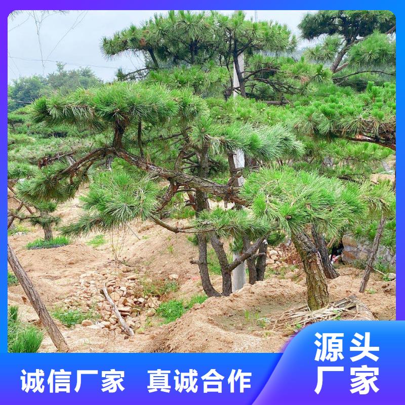 造型松大型古松自有生产工厂