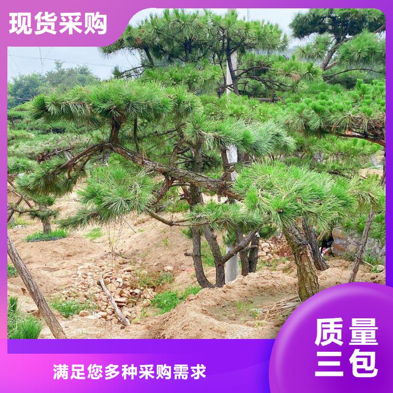 造型松-【盆景】批发商