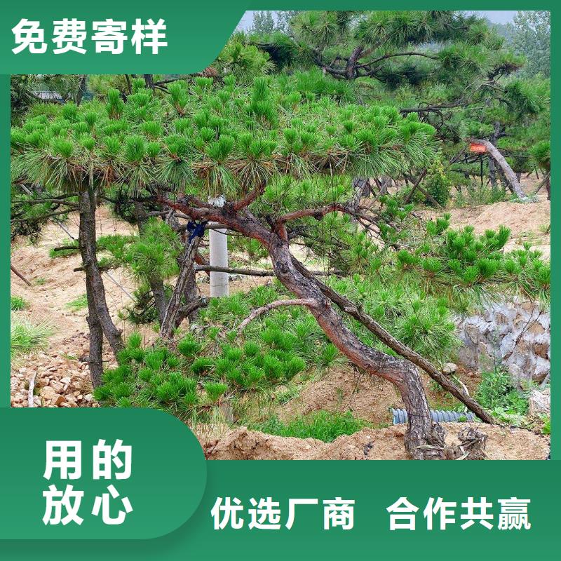 【 造型松来图定制量大从优】