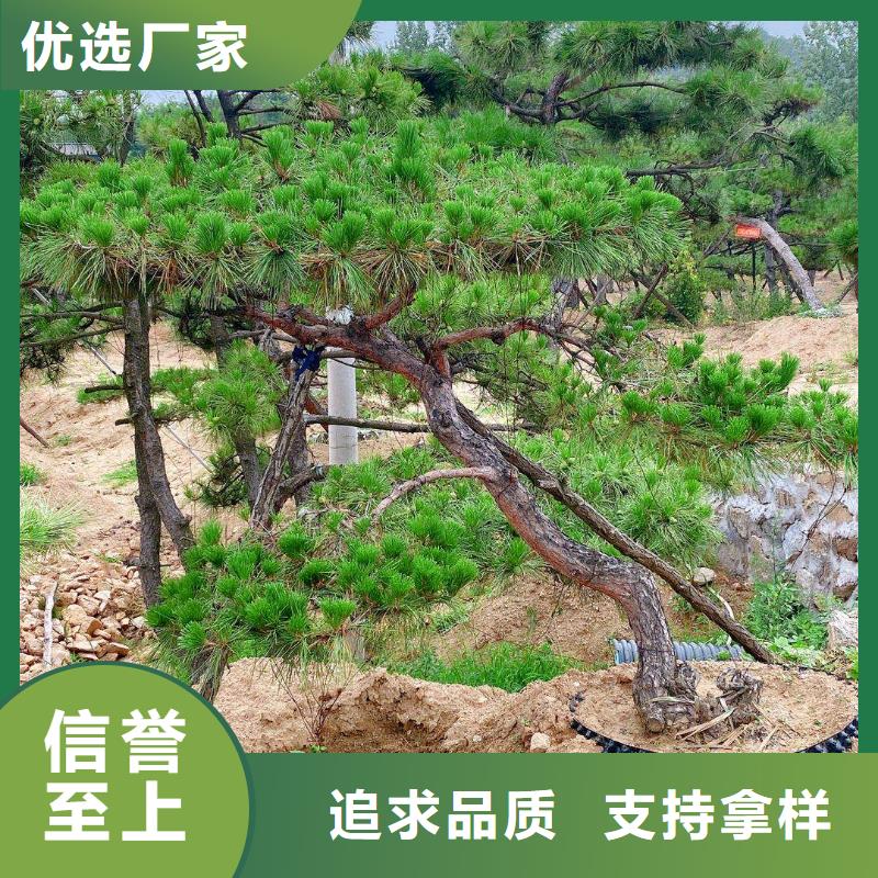  造型松专注细节更放心