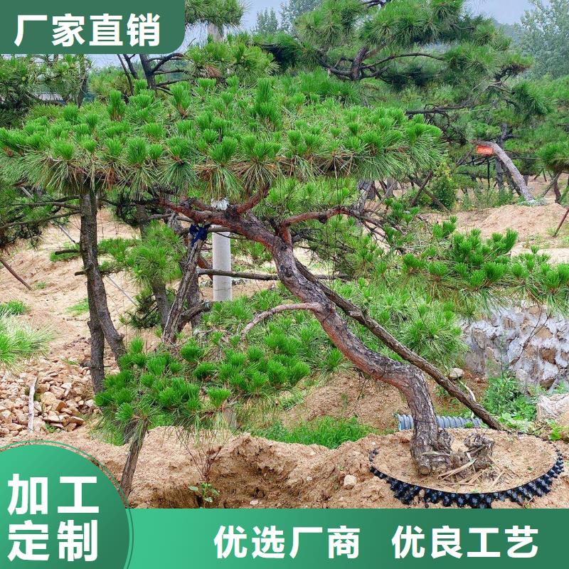 造型松_迎客松厂诚信经营