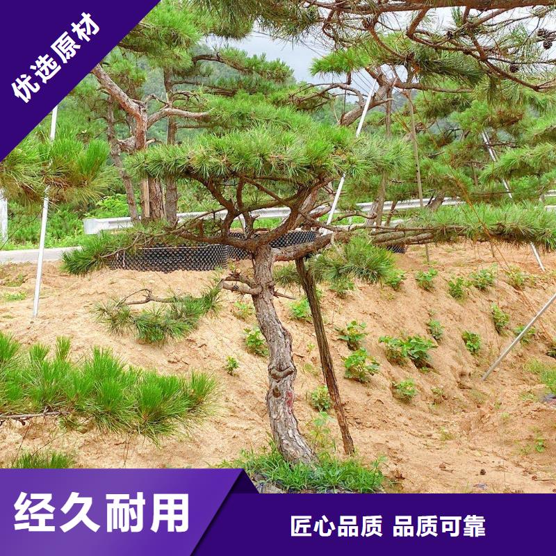 造型松_造型松苗木物流配送