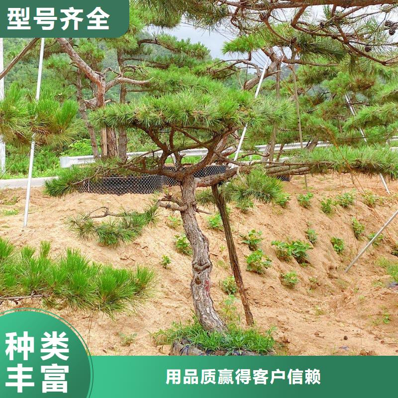 造型油松质量有保障的厂家