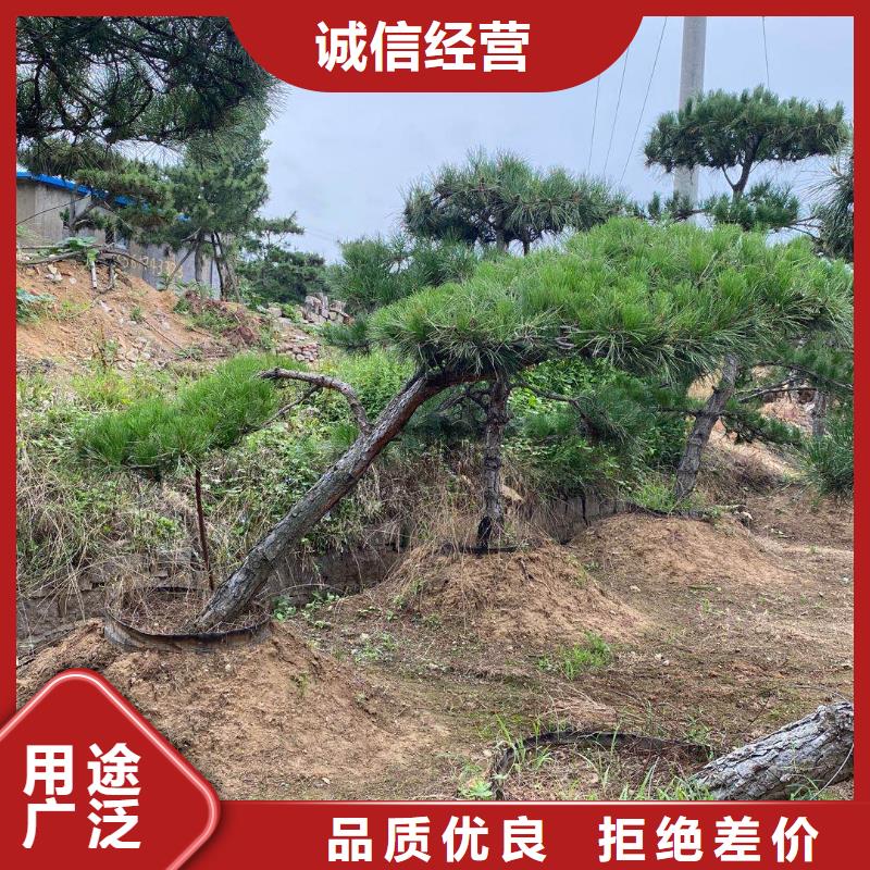 造型松【造型池松】库存齐全厂家直供