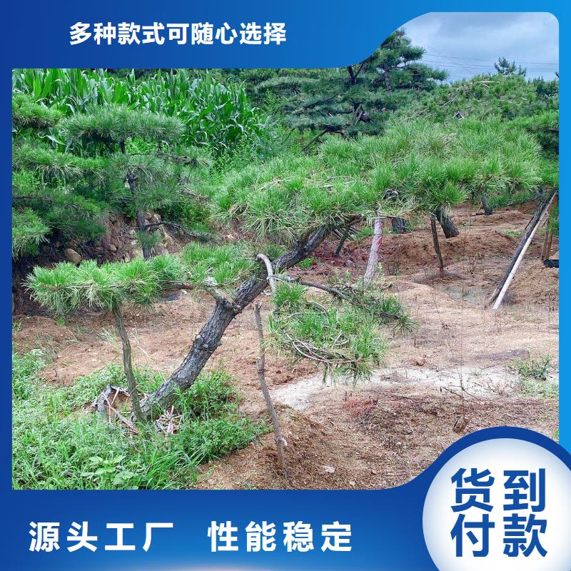 造型松造型池松欢迎来电询价