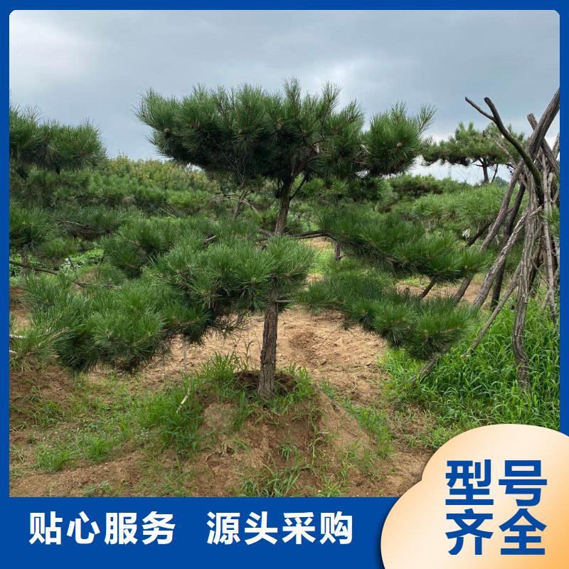 造型松【迎客松】精选好货