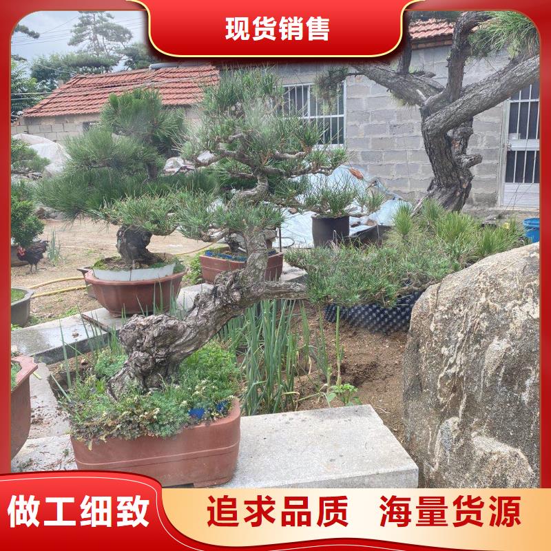 造型迎客松价格-可按需定做
