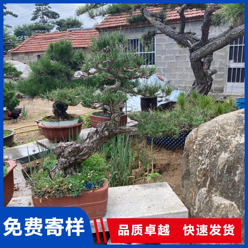 造型松大型古松交货准时