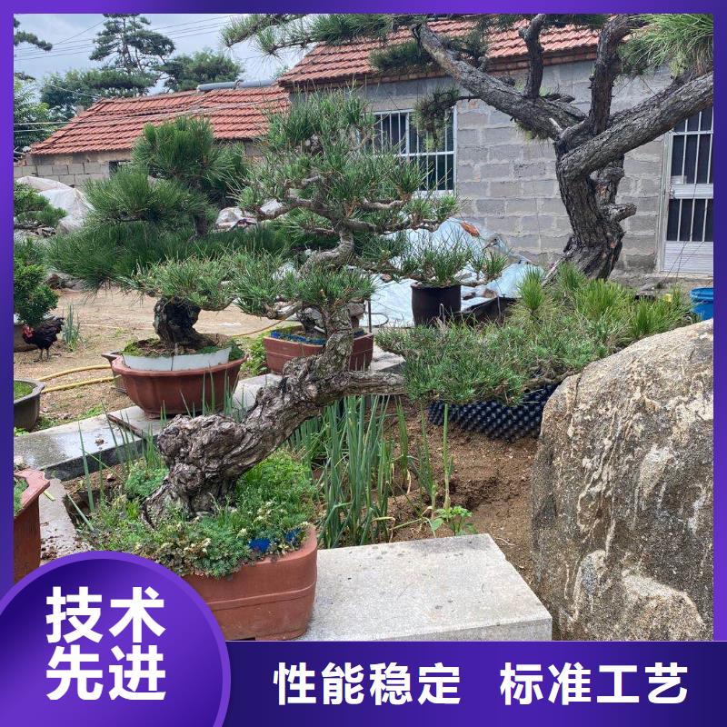 平顶松经久好用