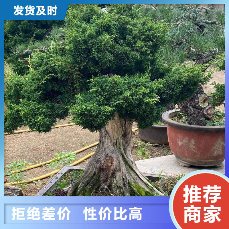 常年供应平顶松-放心