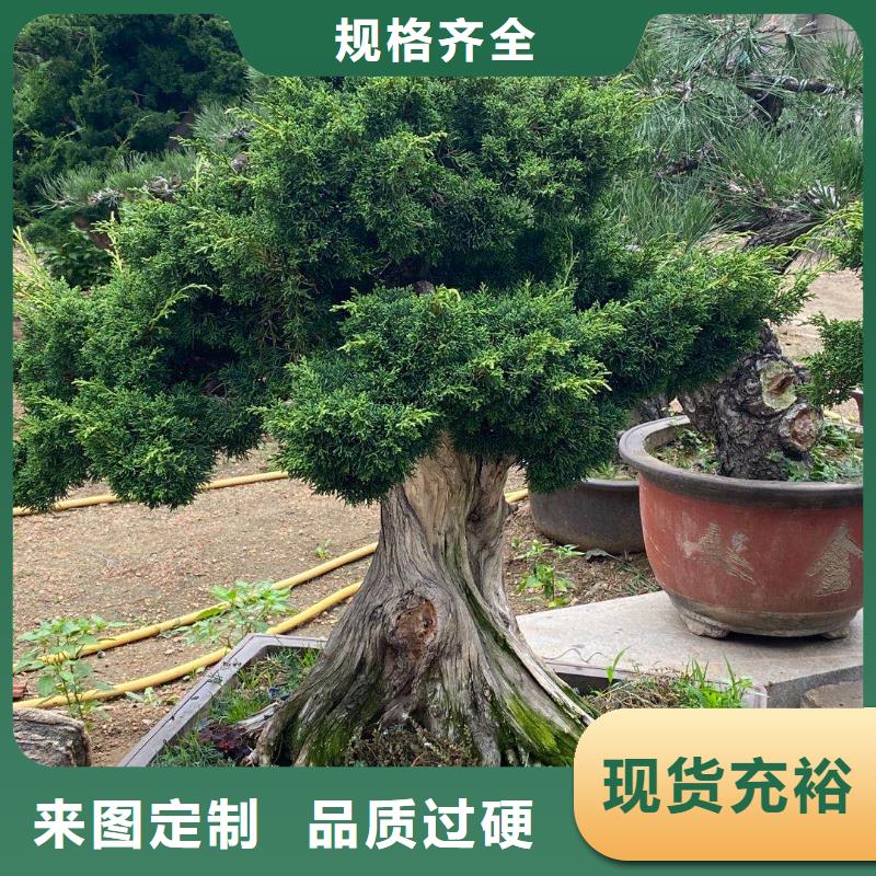 油松品牌厂家
