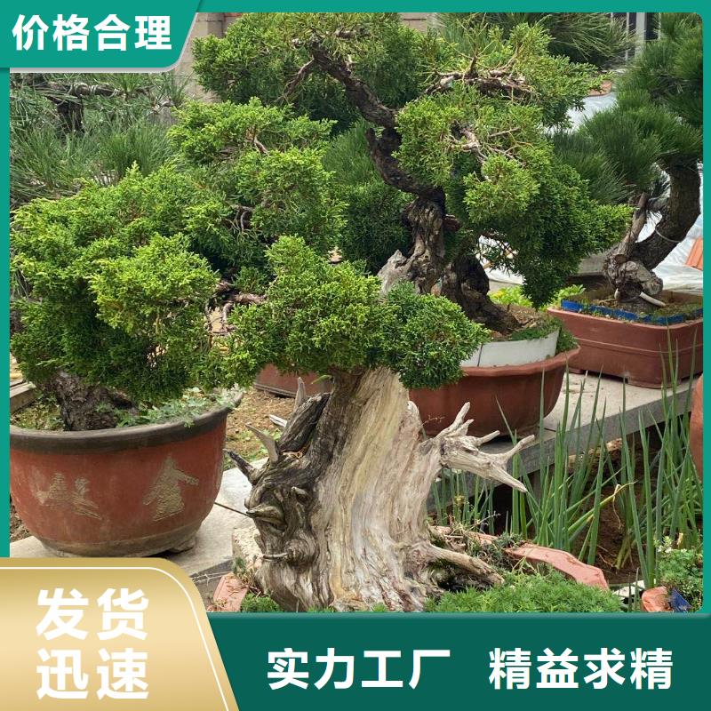 【造型松】_造型松基地做工细致