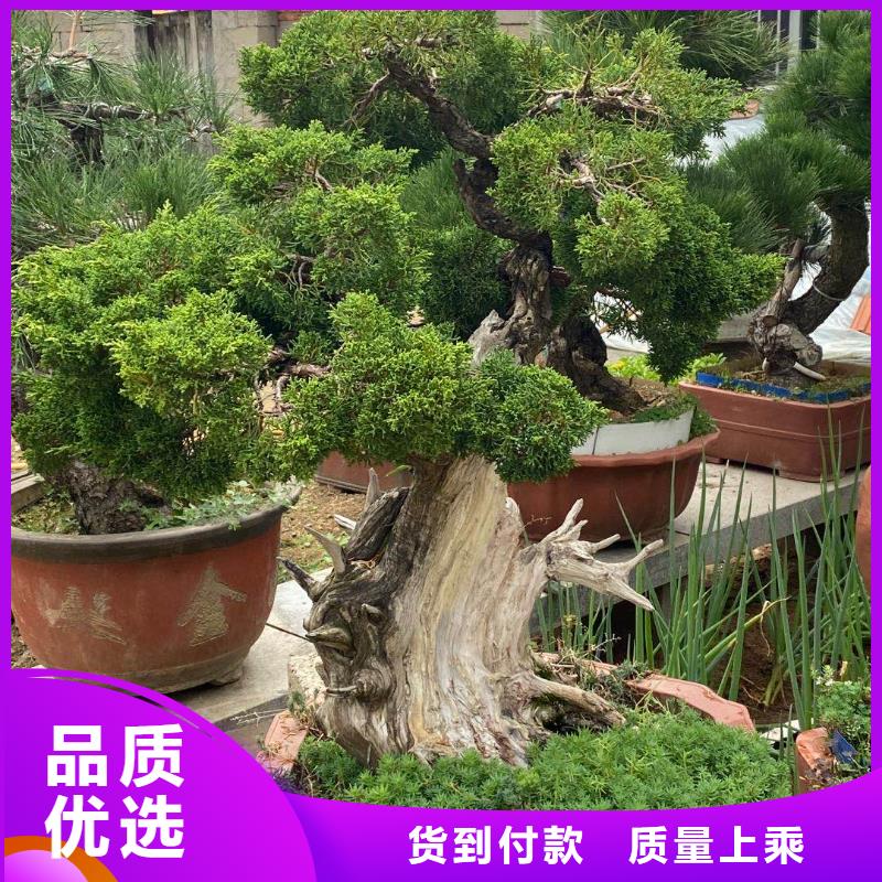  造型松专注产品质量与服务