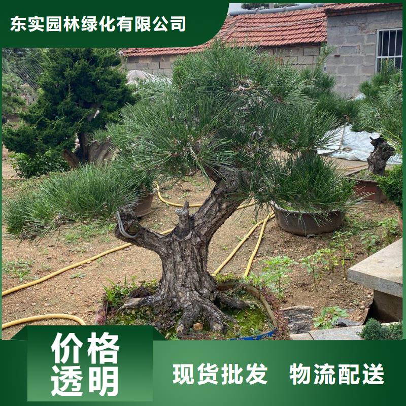 造型松盆景本地配送