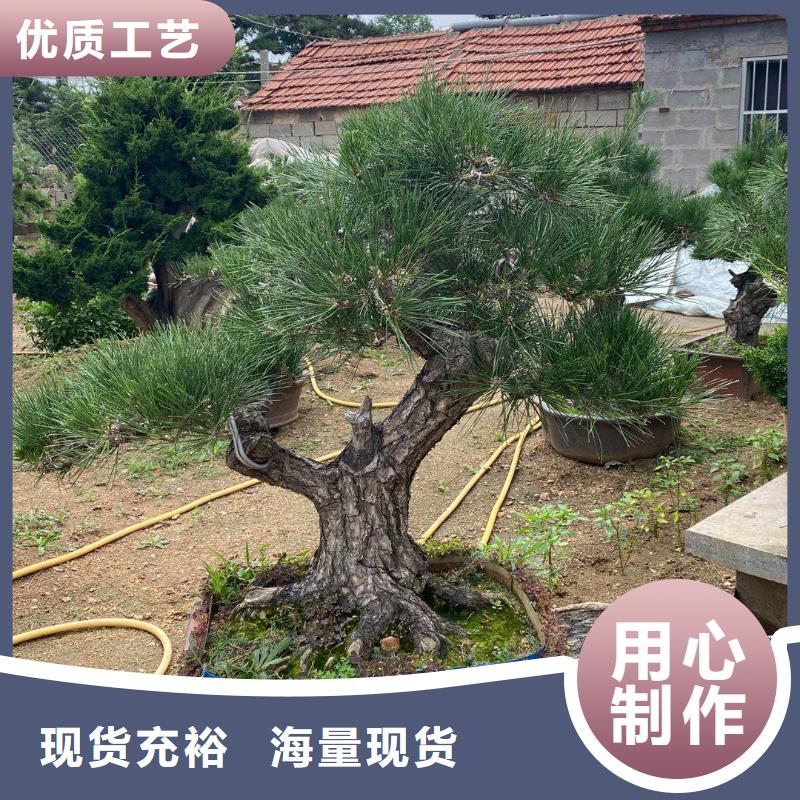 造型松,大型古松海量货源