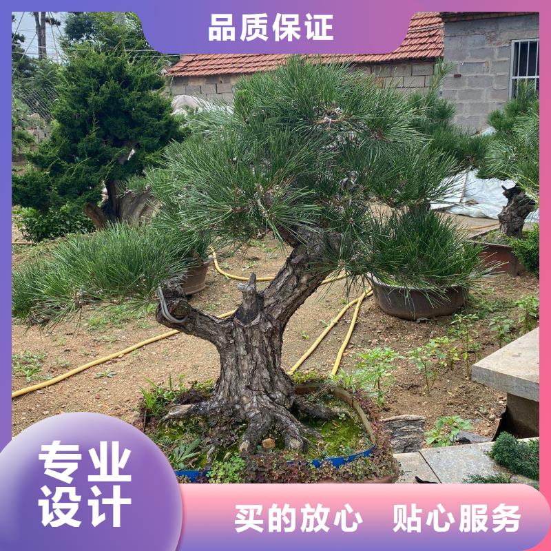 【造型松平顶松交货准时】