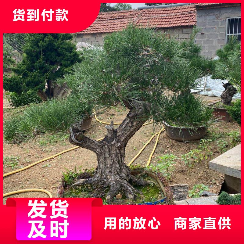 造型松奇石实力雄厚品质保障