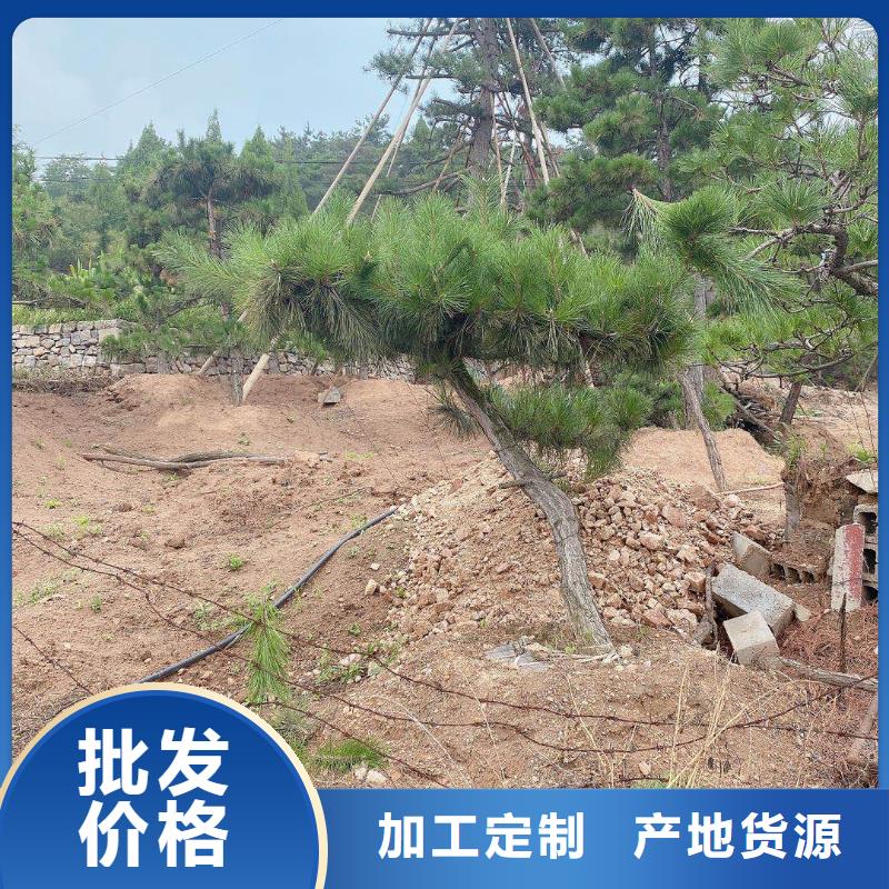  造型松一站式采购