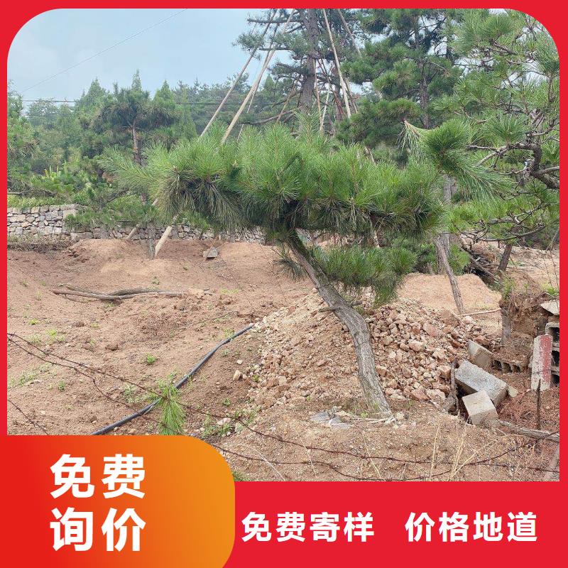 造型松平顶松优势