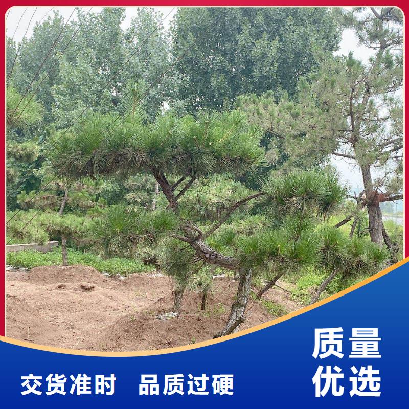 定做泰山风景松的销售厂家