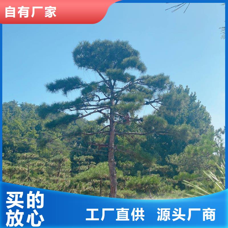  造型松实力厂商