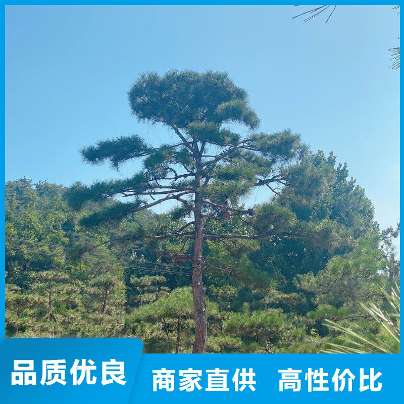 造型松造型黑松专业的生产厂家