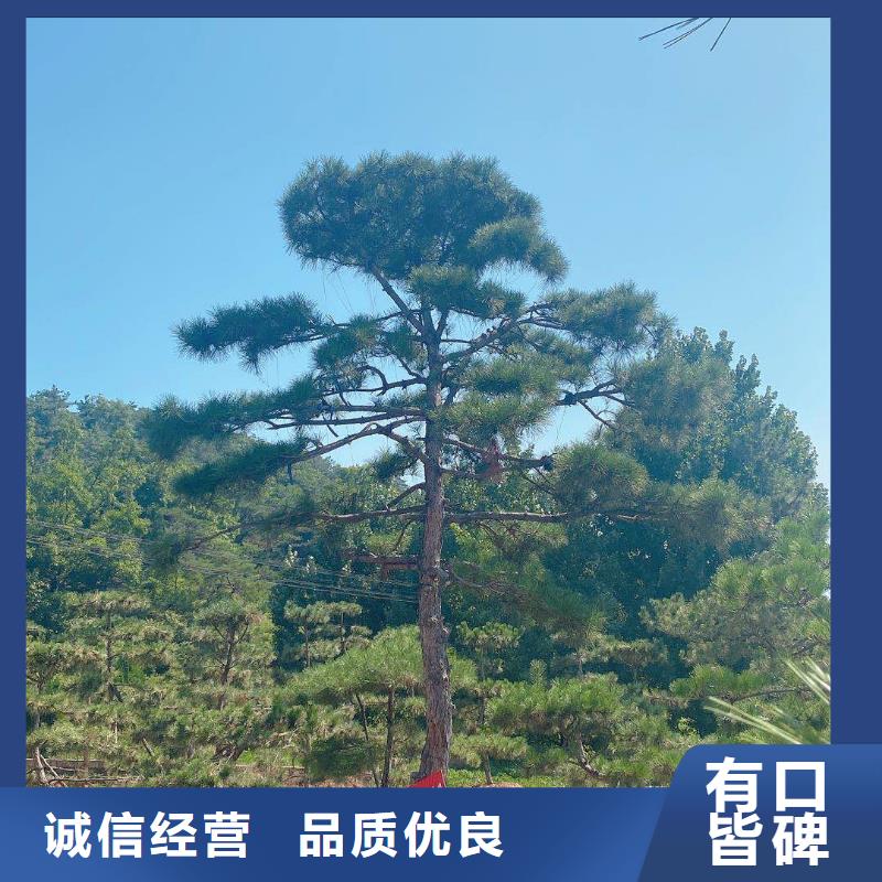造型松奇石实力雄厚品质保障