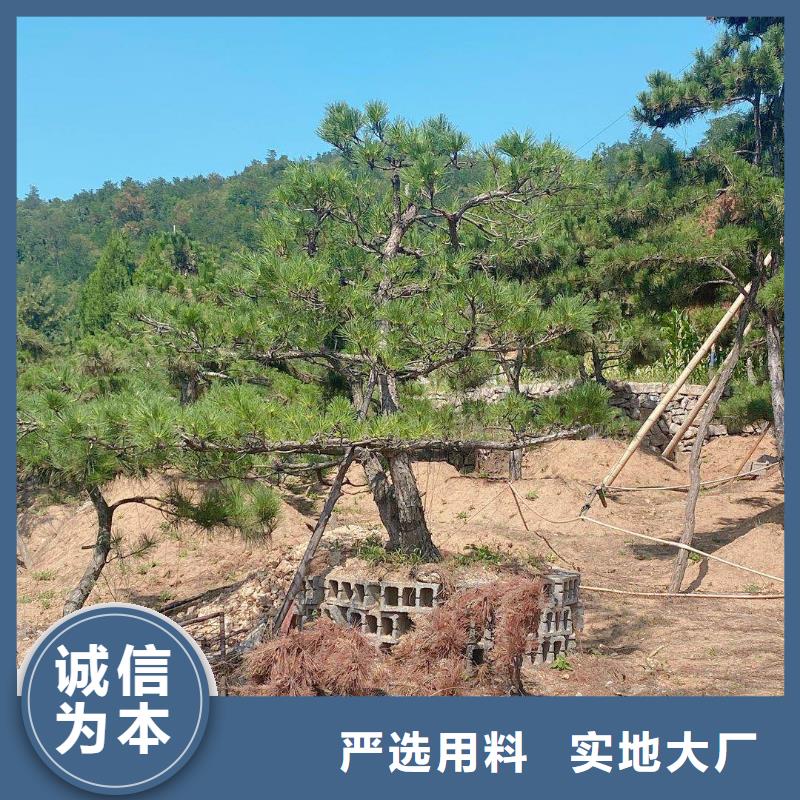 造型松,造型松价格满足客户所需