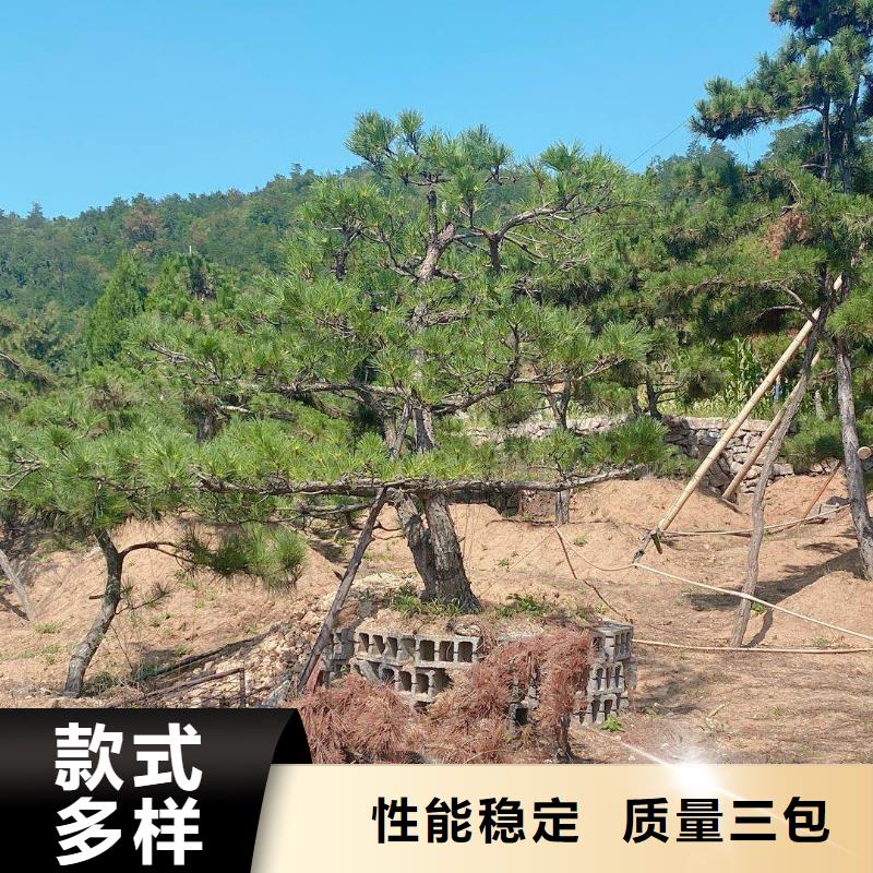 优选：油松生产厂家