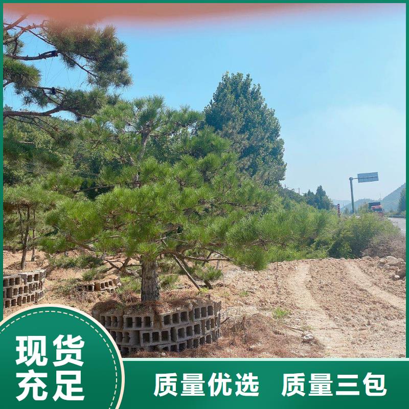 造型松盆景本地配送