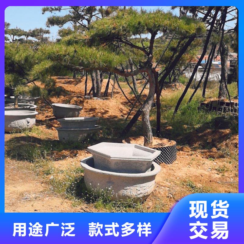 造型松大型古松现货直供