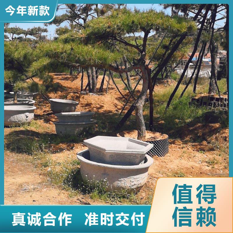 造型景观松现货批发