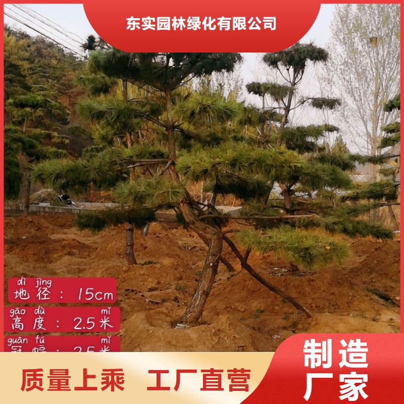 造型松-造型池松源头采购
