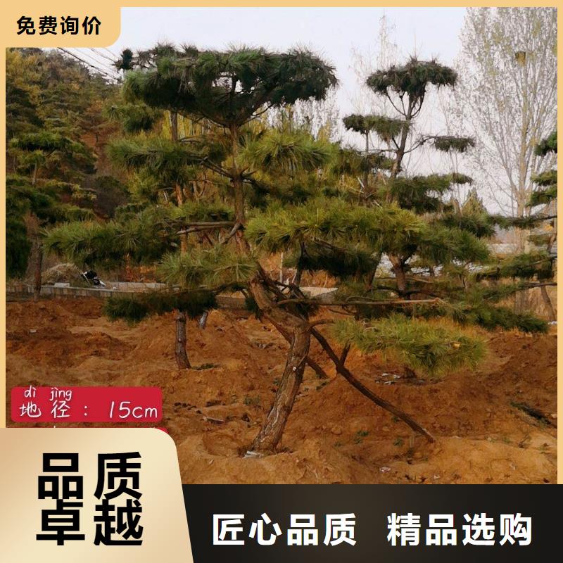 造型松【迎客松】精选好货