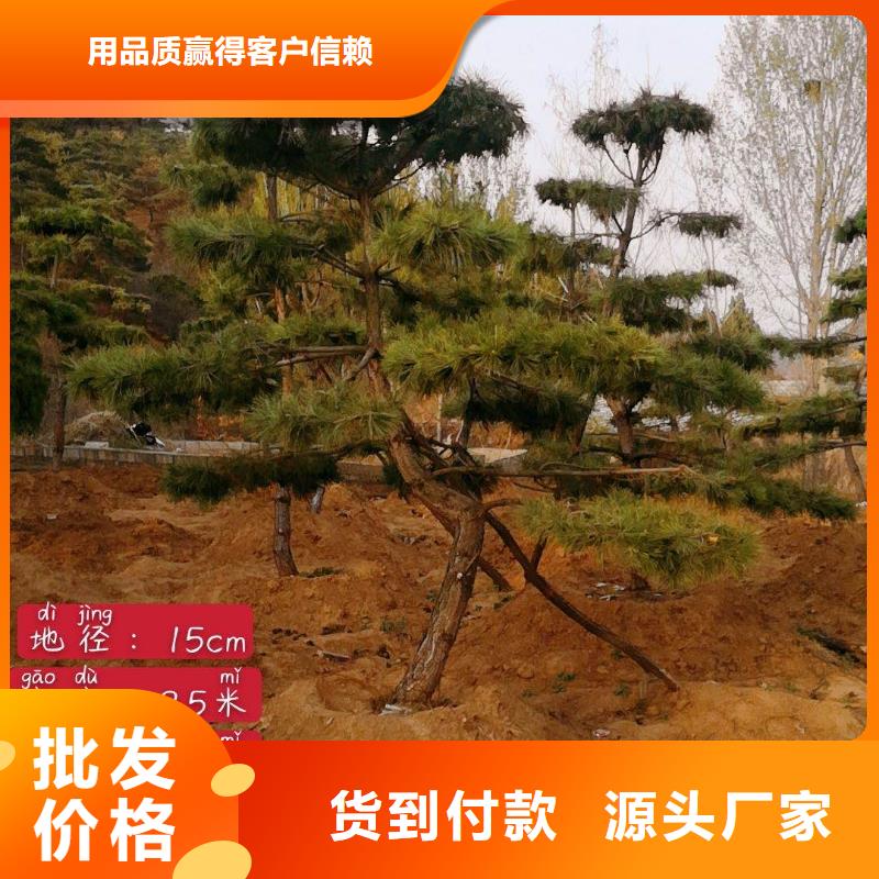  造型松直销厂家