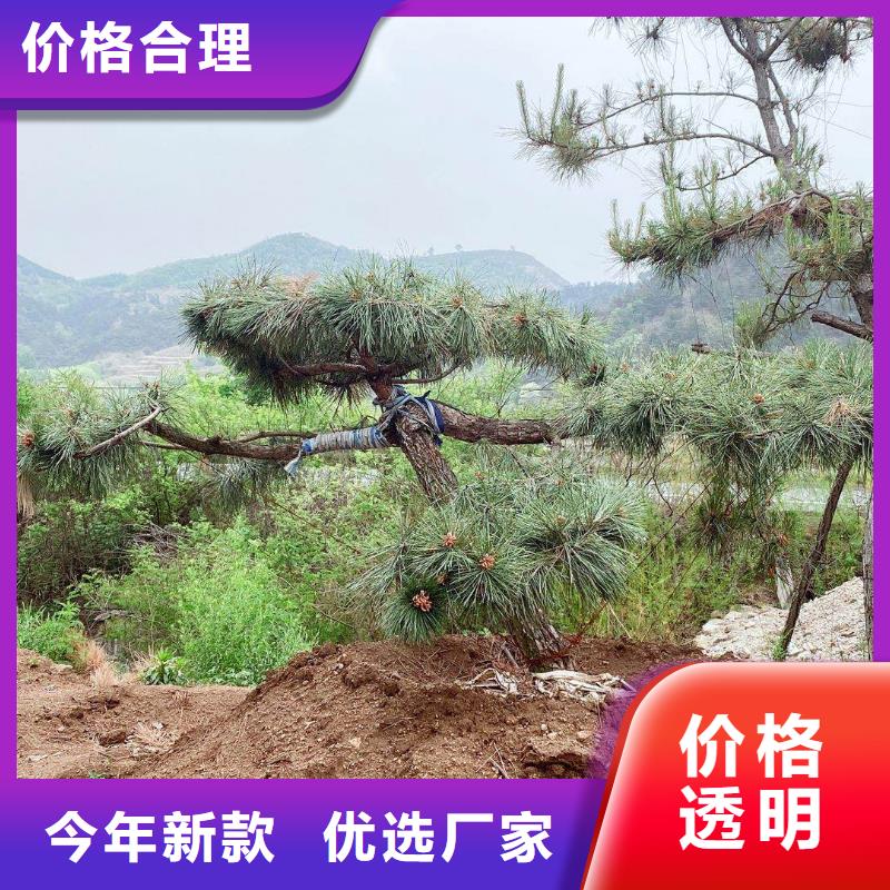 造型松古桩符合标准