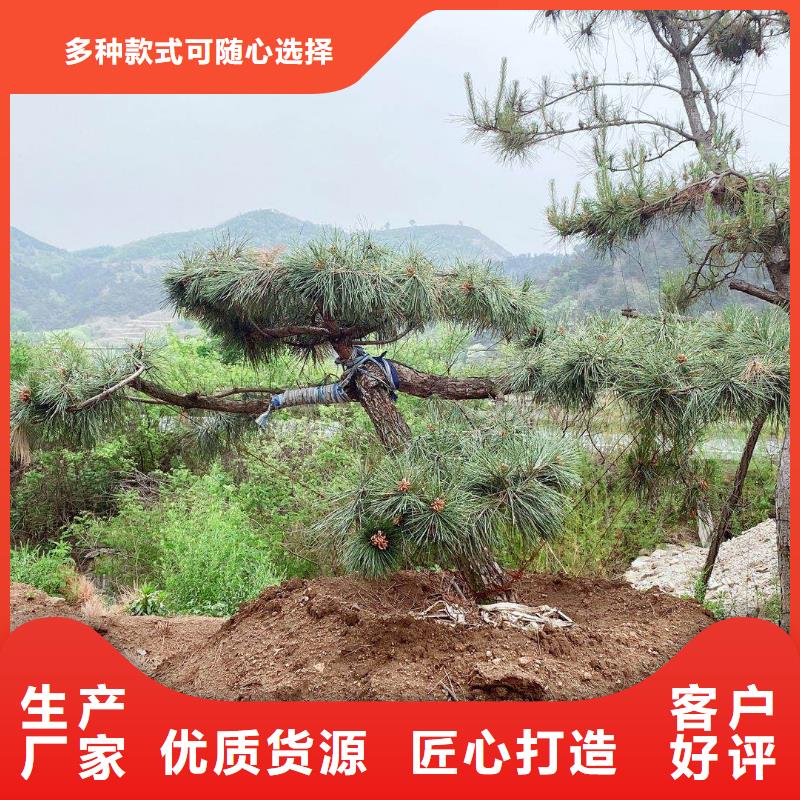 买济源市泰山迎客松必看-规格全