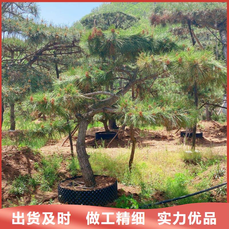 造型松【造型池松】库存齐全厂家直供