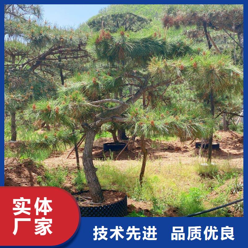 造型松大型古松自有生产工厂