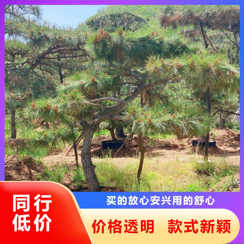 【造型松】_造型松基地做工细致