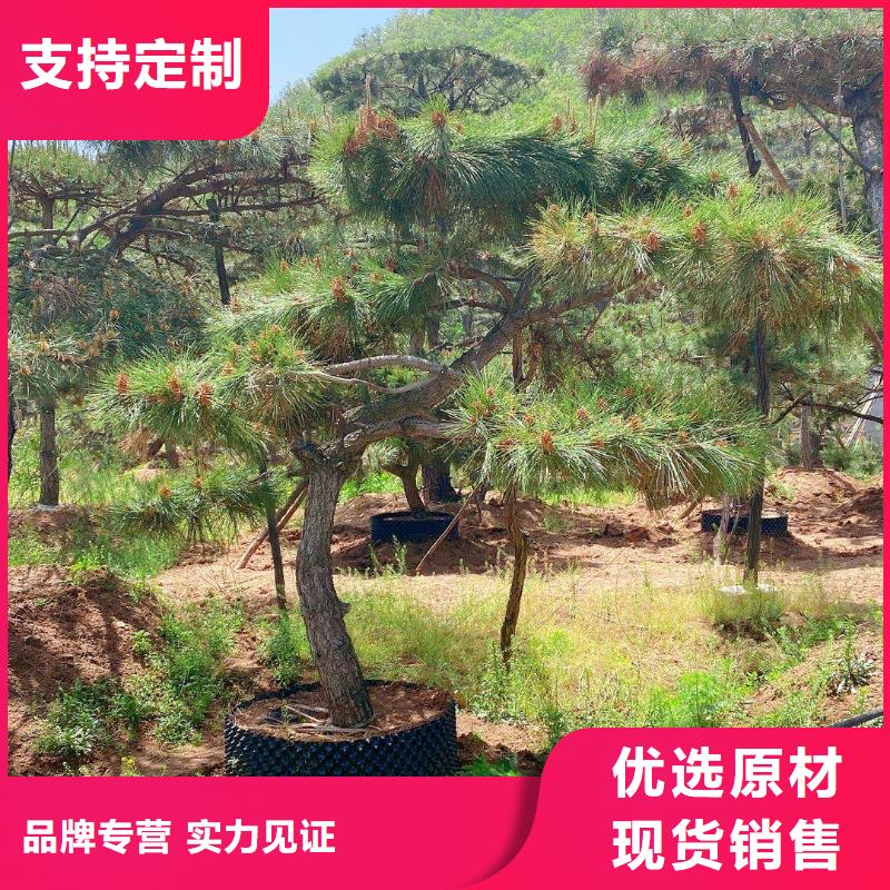 【造型松造型松价格厂家直销直供】