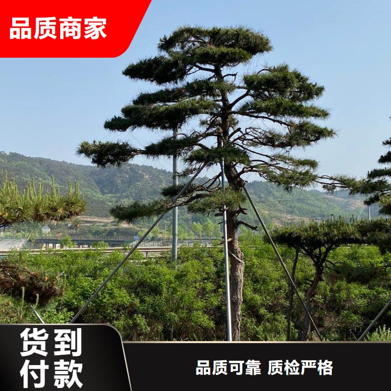 造型松 造型松价格产地源头好货