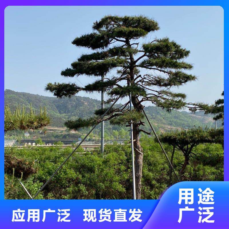  造型松实力厂商