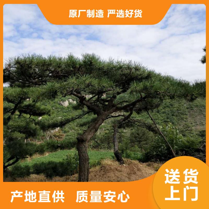 造型松_造型油松严谨工艺